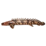 Ansorge's Bichir