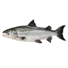 Atlantic Salmon