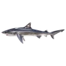 Baby Shark