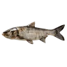Bighead Carp