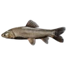 Black Carp