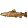 Giant Brown Trout