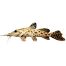 Giraffe Catfish