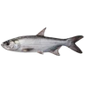 Indo-Pacific Tarpon