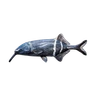 Longnose Elephantfish