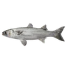 Mullet