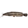 North African Catfish