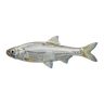 Pale Chub