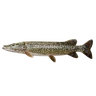 Pike