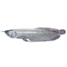 Platinum Arowana