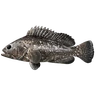 Radiation Grouper