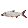 Redtail Fish