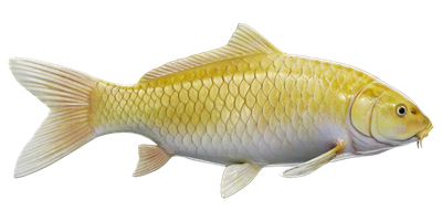 River Carp