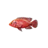 Ruby Fish
