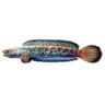 Sapphire Snakehead