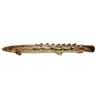 Shortnose Bichir