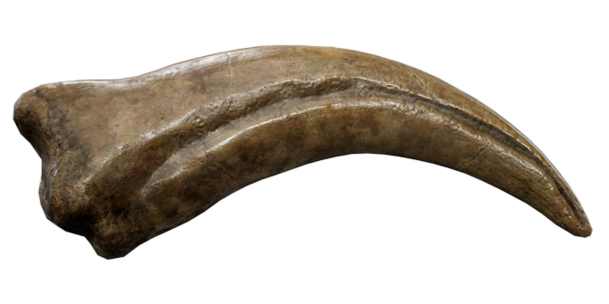Spinosaurus Claw Fossil