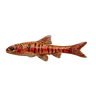 Striped Barb