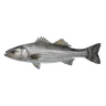 Striped Bass