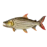Tigerfish