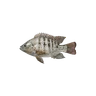 Tilapia