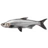 Topmouth Culter
