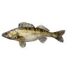 Zander